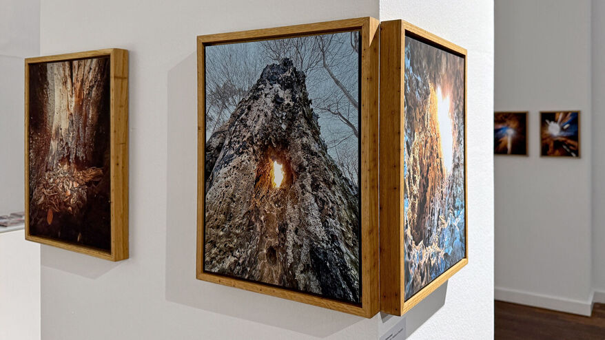 Eine fotografische Serie aus dem Inneren des Baumes