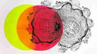 Lebenslinien &ndash; Jahresringe im Hochdruck