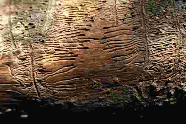 Vorschaubild Sonus Vitae Platte des Lebens lieberanalog 7