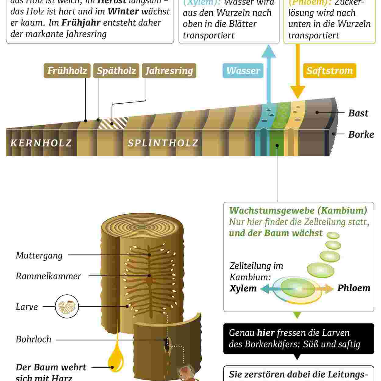 Vorschaubild lieberanalog-Infografik---Jahresringe.jpg