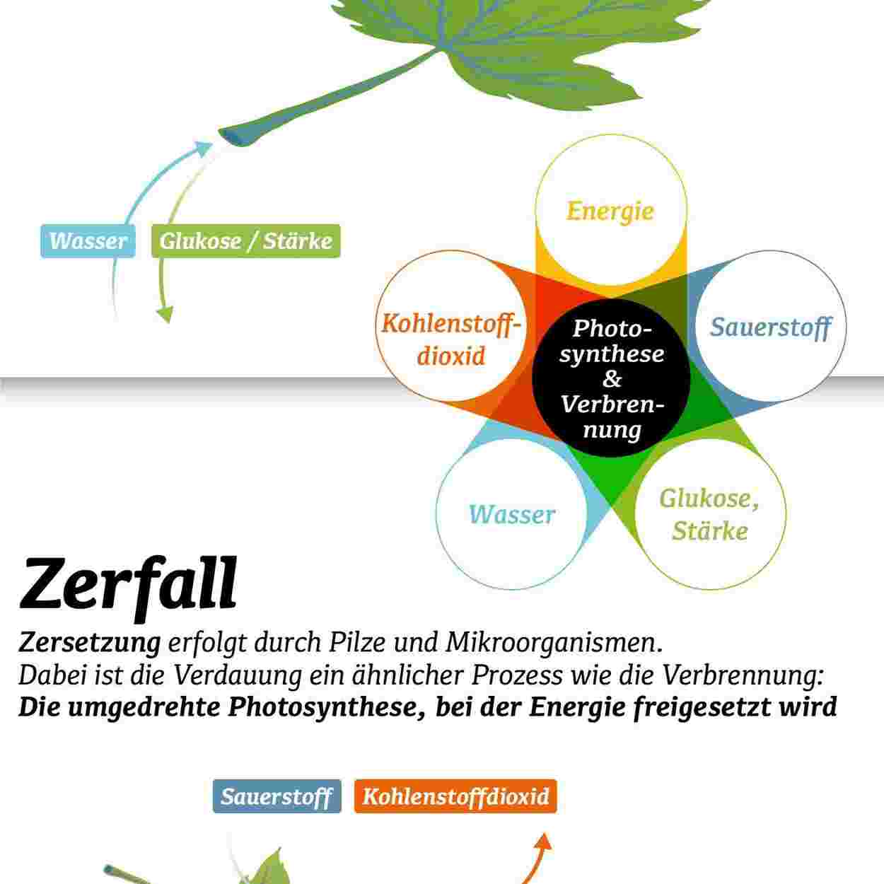 lieberanalog-Infografik---Photosynthese-und-Zerfall.jpg