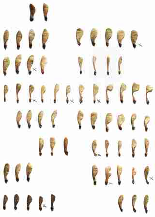 tom kretschmer lieber analog ahornraster duplicate duplicate